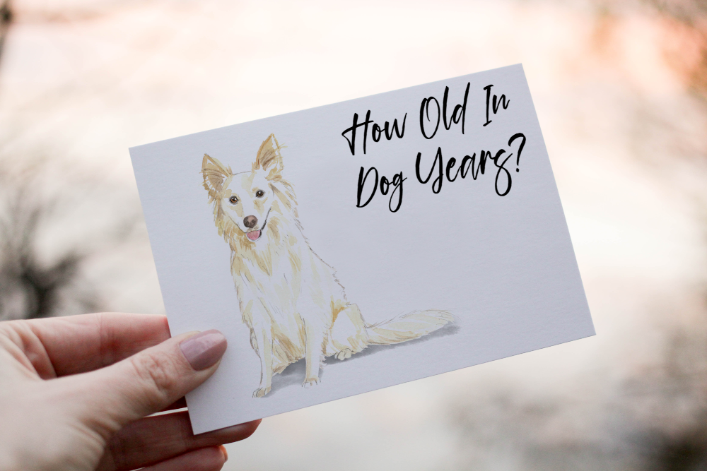 Collie White Dog Birthday Card, Dog Birthday Card